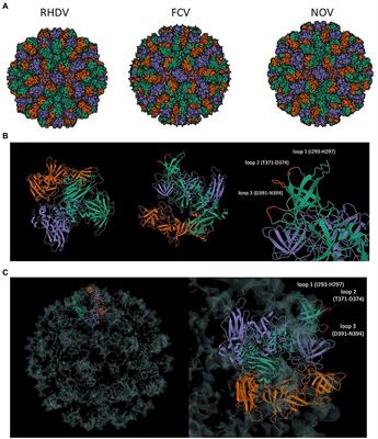 Characterization of surface-exposed structural loops as insertion sites for foreign antigen delivery in calicivirus-derived VLP platform